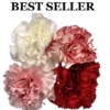 ASSORTED CARNATIONS