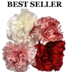 ASSORTED CARNATIONS