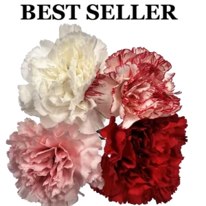 ASSORTED CARNATIONS