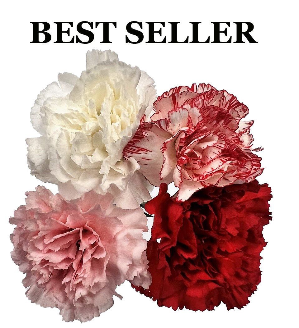Carnations Solid Red 150 / 75 stems