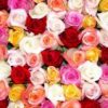 wholesale roses