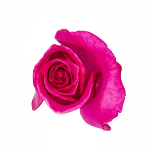 hot pink rose