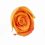 orange rose