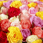 bulk roses