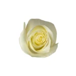 white rose