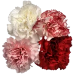 assorted carnations