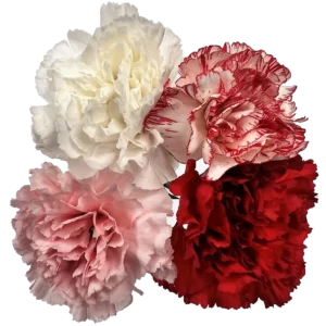 assorted carnations