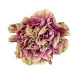antique carnation