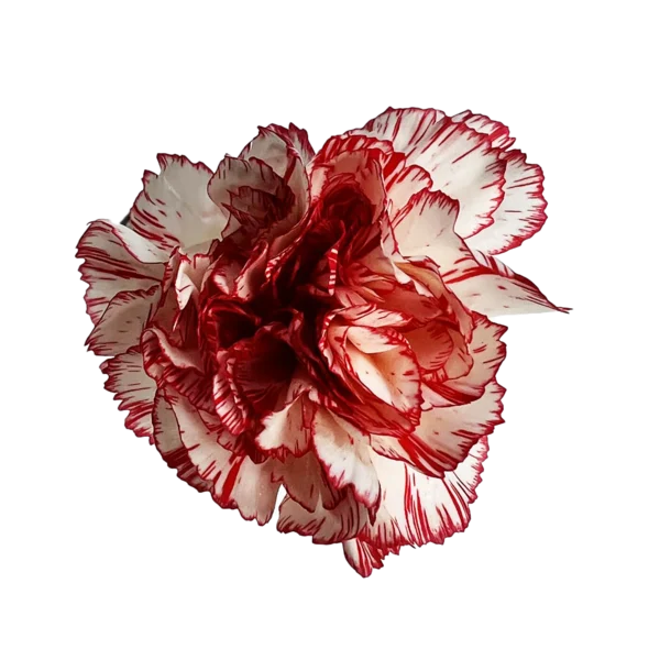 peppermint carnation