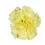 yellow carnation