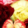 carnations