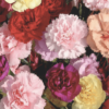 carnations