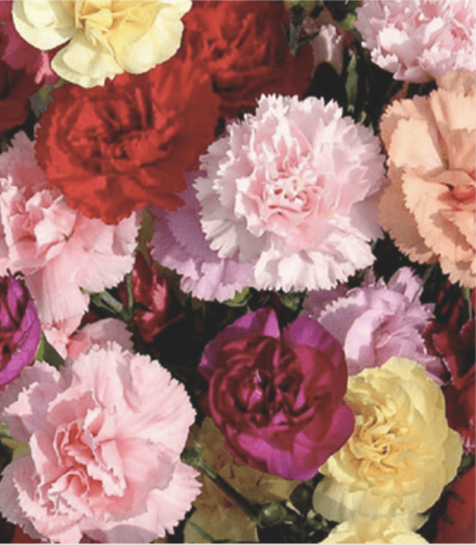 carnations