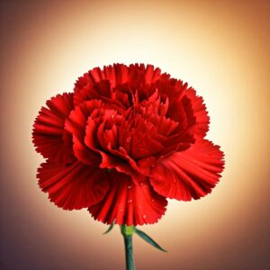 red carnations